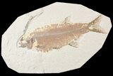 Very Rare Predatory Fish Eohiodon (Mooneye) - #85527-1